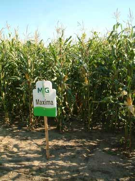 HAGYOMÁNYOS MAROS FAO 310 Maros beltartalmi mutatói Maros 402 174 55,4 6,9 4,83 76,4 59 86 47 Maros zöldtermése üzemi termesztésben (2015) Település