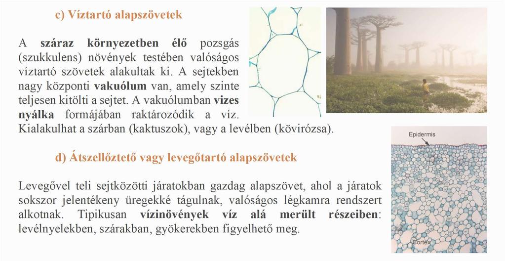 Szerkesztette Vizkievicz András - PDF Free Download