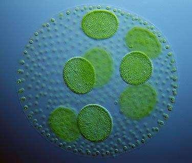 Egysejtűek, ahol a sejtek magányosan fordulnak elő, moszatokra jellemző szerveződési forma, melyeket az egysejtű eukarióták országába soroljuk (tehát nem