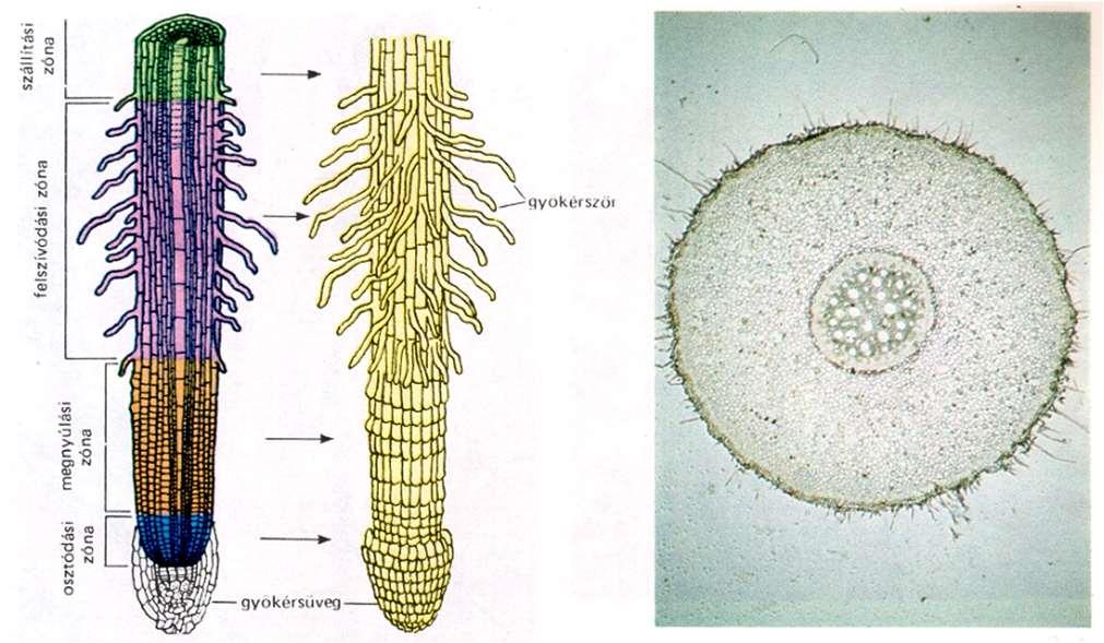 A gyökér bőrszövetének zárvatermőkre jellemző speciális képződményei a gyökérszőrök.
