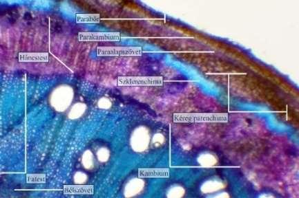 A parakambium kifelé elparásodott falú sejtekből álló védőszövetet (parabőr), befelé pedig ún. paraalapszövetet hoz létre. A három szövet együtt az ún. periderma.