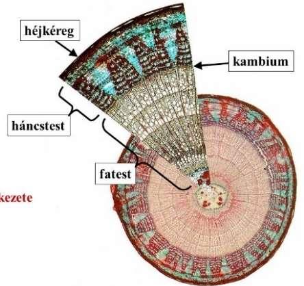 Először a 15 éves tölgyről fejtik le az első vastag réteget, egészen a parakambiumig.