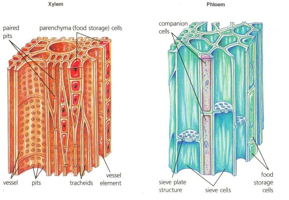 szállító háncsrészre (phloem).