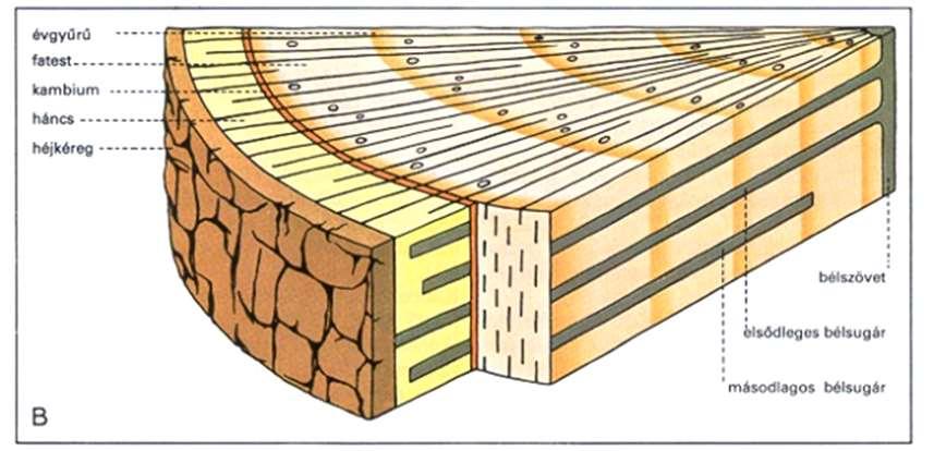 a) Maguk a nyalábok lehetnek egyszerűek: ha csak fa- vagy csak háncselemekből állnak,