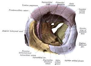 Fissura orbitalis superior III., IV.,VI. agyideget és az V.
