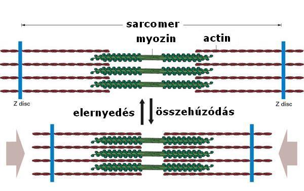 A VÁZIZOM