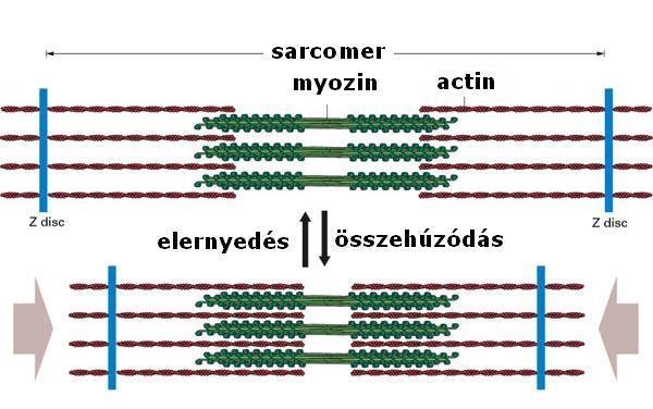 A VÁZIZOM