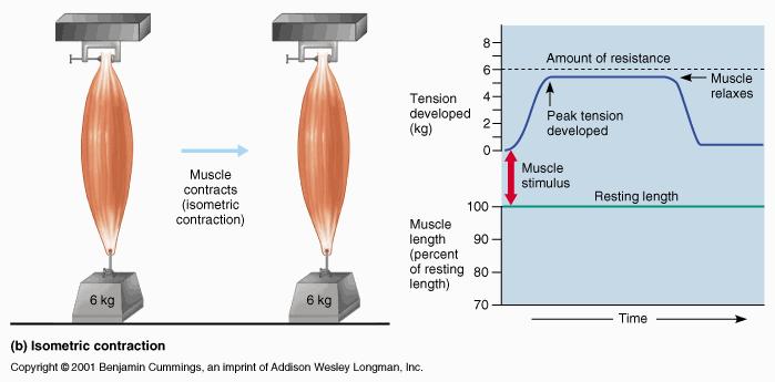 Az izom a terhelésre aktívan válaszol nem nyúlik meg A hossz nem változik - benne a feszülés