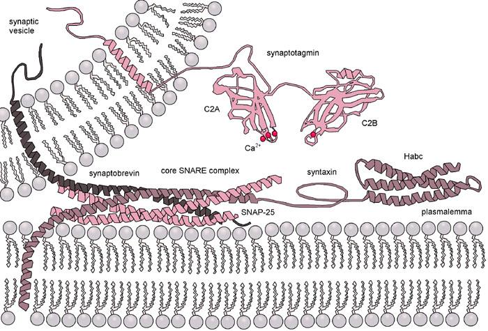 SNARE proteins ("SNAP and NSF a>achment receptors") IC vezikula fúzió plazmamembránhoz, lizoszóma membránhoz, stb