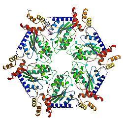 syntaxin 1 and SNAP- 25 sejt membránon, kluszterekben; synaptobrevin (vesicle- associated membrane protein or VAMP) a