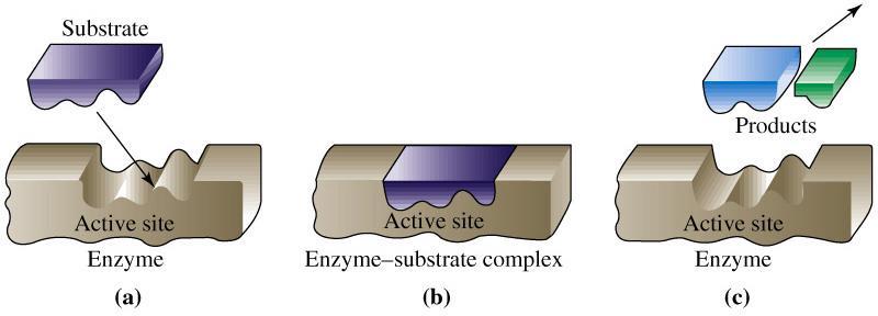 Enzim katalízis E k S 1 ES 2 k E P Ahol enzim: E, szubsztát: