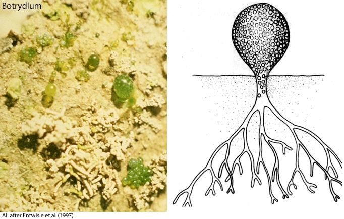 Sárgászöldmoszatok Xanthophyceae Egysejtűek, fonalasak, kolóniák