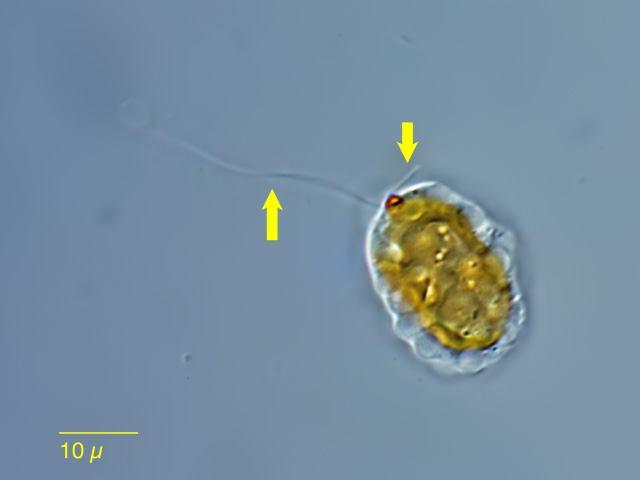 ostorral Botrydium Gombostűfej m.