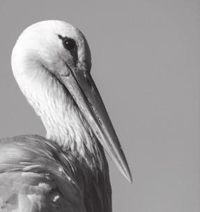 NEMZETKÖZI Kategória: Természetfilmek Category: Nature Film Herbert Ostwald Unter Störchen - Ein Dorf im Vogelfieber Storks - A Village Rooftop Saga Herbert Ostwald 1960-ban Berlinben született, a