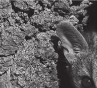 Kategória: Természetfilmek Category: Nature Film NEMZETKÖZI Jose Antonio Vallejo vadőr és szenvedélyes természetbúvár. Antropológiai és természeti témájú filmek producere, rendezője és operatőre.