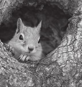 NEMZETKÖZI Kategória: Természetfilmek Category: Nature Film Mehdi Noormohammadi Dar Panah-e Baloot Sheltered In Oak Mehdi Noormohammadi, a Shelter of Oaks (Tölgyek menedékében) alkotója az Irán