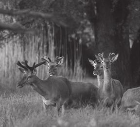 I had great experiences during taking photos in Gemenc which is one of the largest fl oodplain forest in Europe. Gemenc s fauna became the subject of my first film.