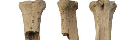 Animal bones from the excavation were identified by Kyra Lyublyanovics. The unpublished camel bones had been in storage for years. Upon Table 3.: Measurements of the new Roman Period camel finds 3.