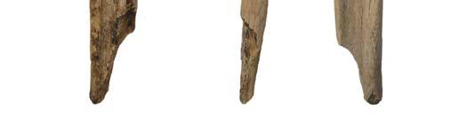 The bone material was very poorly preserved, also shown by cracks on the surface of the camel metatarsal.