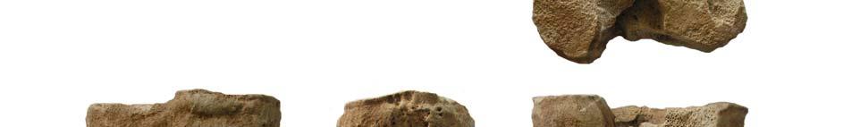 Heritage Center of the Hungarian National Museum. During this excavation 17,385 animal remains were brought to light from 536 archaeological features (607 stratigraphic unit).