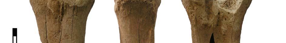 5%) of this material could be attributed to the Roman Period, 1.4 % originated from indigenous Celtic features, and 22% belonged to Romanized Celts.