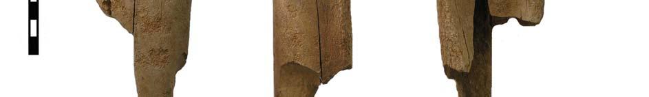 Among wild animals the remains of red deer (5), aurochs (4), hare (1) and micromammals (4) were encountered. The right metacarpal (Fig. 4.