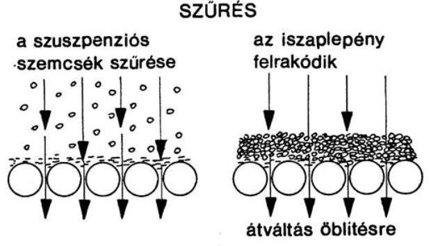Szűrési