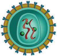 Az első csoport fehérjeburka spirálisan feltekeredett, ezek a helikális vírusok.