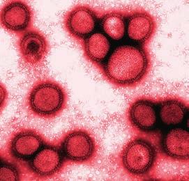 A vírusokhoz hasonló felépítésűek, csak sokkal kisebb kórokozók a viroidok. Örökítőanyaguk mindig meglehetősen rövid RNS. Főleg növényi kórokozók, de az ember hepatitis D kórokozója is viroid.