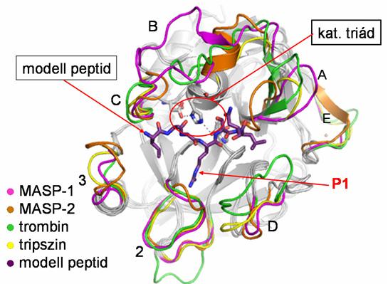amely a trombinnál is fontos szerepet játszik a target-felismerésben, a MASP-1 esetében még kiterjedtebb, és feltételezhetően szerepet játszik a szubsztrát fehérjék megkötésében (1. ábra).