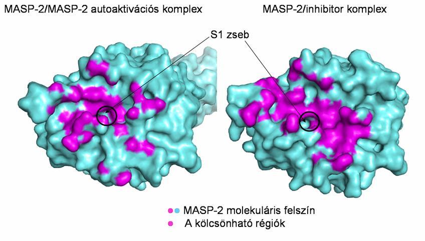 van szó. 3. ábra. A MASP-2 hurokrégióinak átrendeződése: a komplexálatlan ( üres ) szerkezet összehasonlítása az autoaktivációs komplexszel és a MASP-2/inhibitor kompexszel.