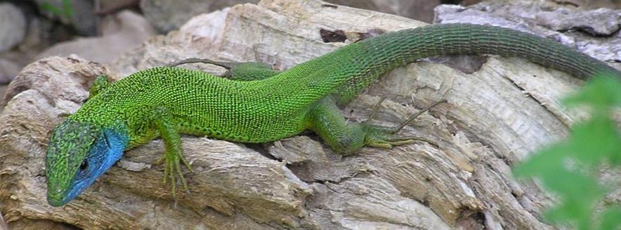 ZÖLD GYÍK (Lacerta viridis) Füves, bozótos területeken fordul elő. Háta zöld, apró fekete pontokkal.