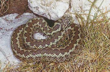 PARLAGI VIPERA (Vipera ursinii Testhossza 55-60 cm.