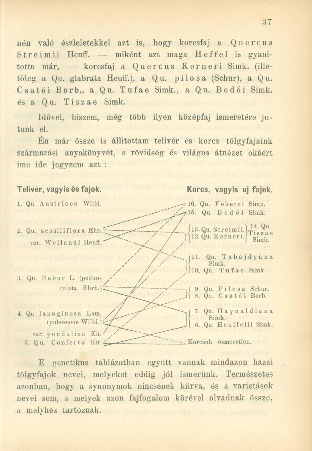 nén való észleletekkel azt is, hogy korcsfaj a Quercus S t r e i m i i Heuff. miként azt maga H e f f e 1 is gyanította már, korcsfaj a Quercus Kerneri Simk. (illetőleg a Qu. glabrata Heuff.), a Qu.