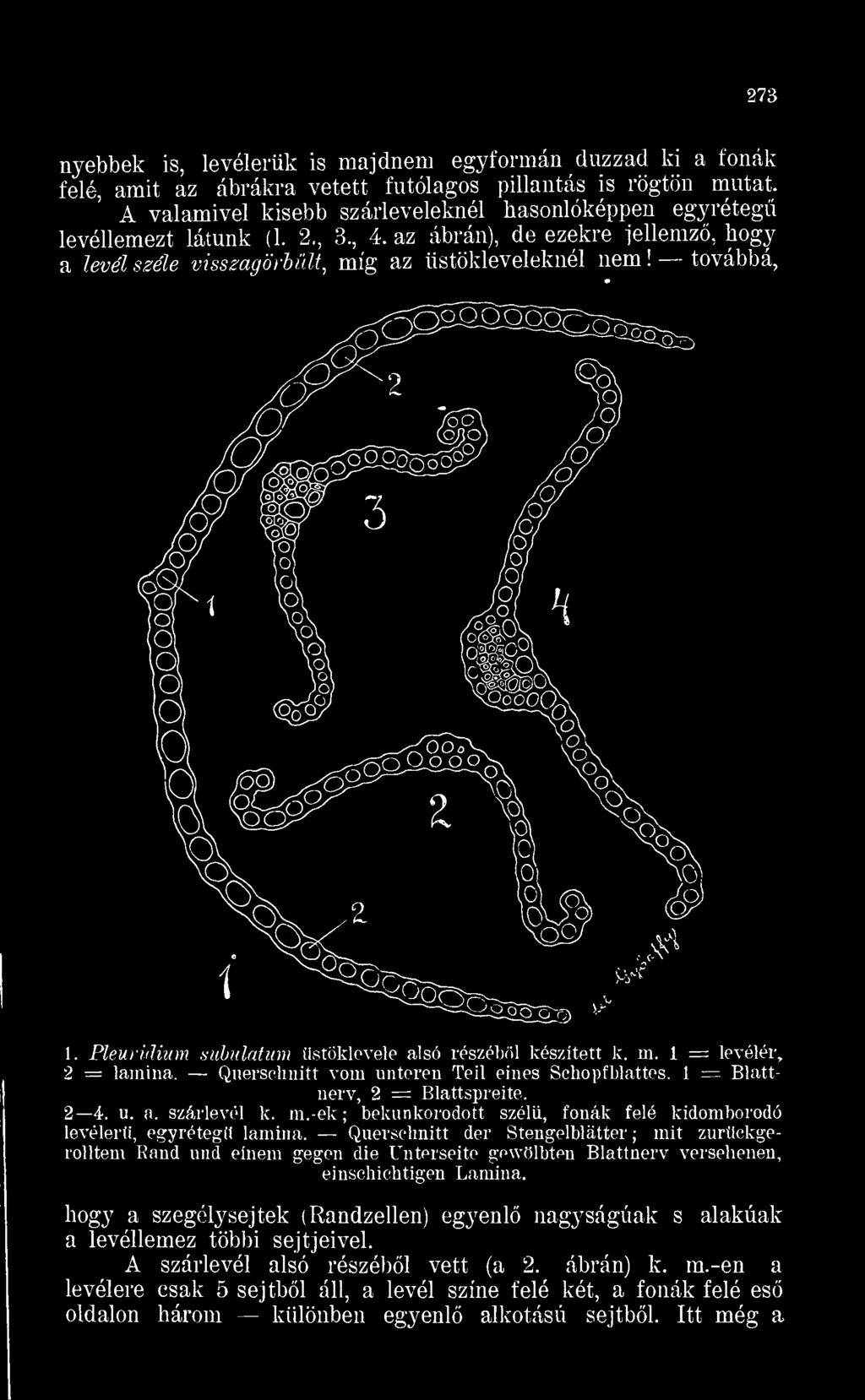 Pleuridium subulatum üstöklevele alsó részébl készített k. m. 1 = levélér, 2 - lamina. Querschnitt vöm unteren Teil eines Scbopfblattes. 1 = Blattnerv, 2 = Blattspreite. 2 4. u. a. szárlevél k. m.-ek; bekunkorodott szél, fonák felé kidomborodó levélerü, egyréteg lamina.