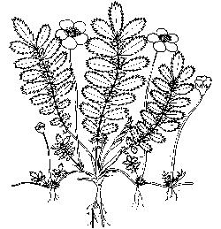 Potentilla arenaria Ranunculus repens