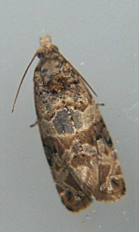 Növényvédelmi állattan gyakorlatok 5. gyakorlat Lepidoptera II.