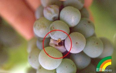 Familia: Tortricidae sodrómolyok Lobesia botrana tarka szőlőmoly Jell.: 6-8 mm.
