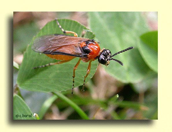 Ordo: Hymenoptera hártyásszárnyúak Familia: Thenthredinidae valódi levéldarazsak Athalia rosae repcedarázs Jell.: 5,2-9,4 mm. A test alapszíne narancssárga.