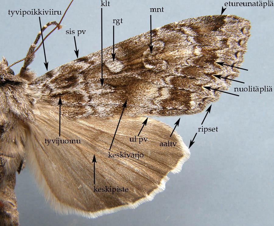 Familia: Noctuidae bagolylepkék Zipcodezoo.com ppis.moag.gov.