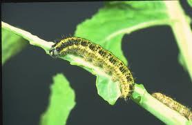 uk Familia: Pieridae fehérlepkék Pieris brassicae káposztalepke Jell.