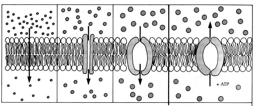 M041-421-2-2M 5 2. Podobne membrane imajo tudi nekateri celični organeli (celične strukture). Naštejte tri take organele. Néhány sejtorganellumnak (sejtstruktúrának) is hasonló membránja van.