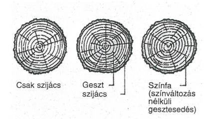 Fafajták a geszt és szijács arány szerint csoportosítva: Szijácsfák Gesztfák Színfák Gyertyán Juhar Nyírfa Erdeifenyő Vörösfenyő Tölgy Lucfenyő Jegenyefenyő Bükkfa Növekedési hibák Növekedési hiba