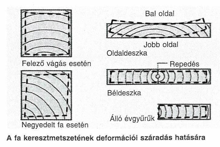 A fa egyensúlyi nedvességtartalma A fa nedvszívó anyag. Ha a környező levegő és a fa nedvességtartalma között különbség van, a sejtfalak képesek a környező levegőből nedvességet felvenni.