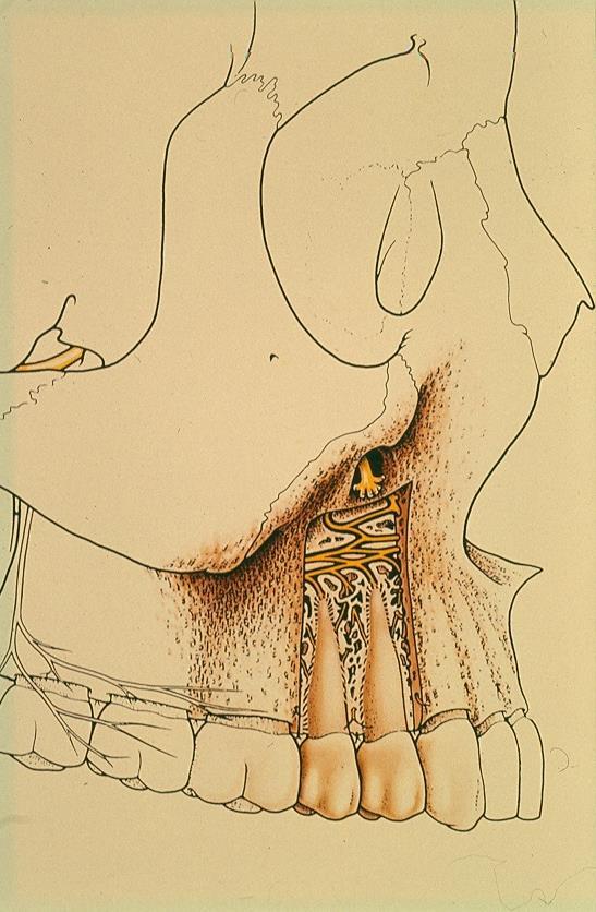 Premolaris és molaris