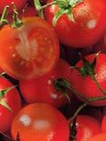 MAGYAR TERMÉK CHERRY FÜRTÖS PARADICSOM 1 kg = 796 250 g
