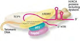 A négy fő epigenetikai mechanizmus D telomere/telomerase Gómez-Díaz E, Jordà M, Peinado MA, Rivero A (2012) Epigenetics of Host Pathogen Interactions: The Road