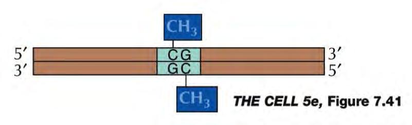 alapjai DNS metiláció