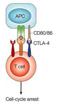 mir-155 fokozza az aktivált T sejtek proliferációját atopias dermatitisben Szuperantigének és
