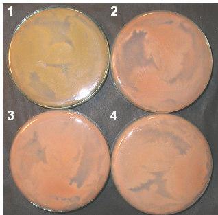 eredményeink egy részét és ismereteinket egy review jellegű könyvfejezetben is publikáltuk: Iturriaga EA; Papp T; Breum J; Arnau J; Eslava AP: Strain and culture conditions improvement for β-carotene